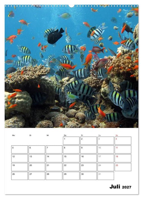 Zauberwelt. Fische, Korallen und Co. (CALVENDO Premium Wandkalender 2027)