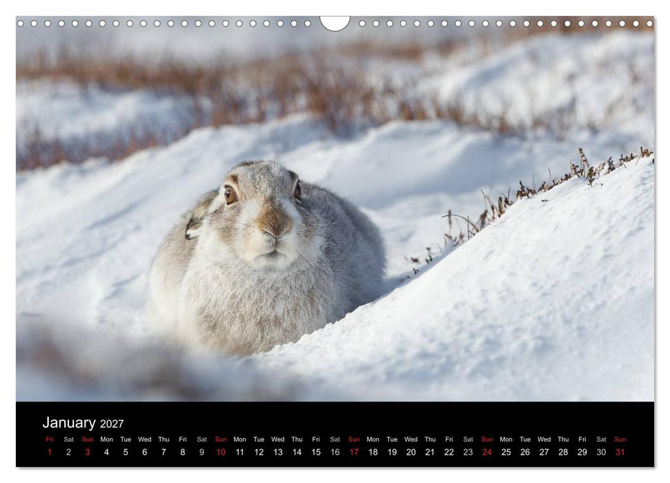 Scotland's Wildlife 2027 (CALVENDO Monthly Calendar 2027)