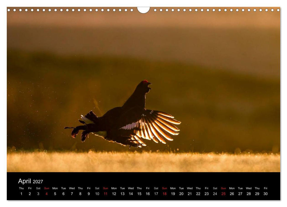 Scotland's Wildlife 2027 (CALVENDO Monthly Calendar 2027)