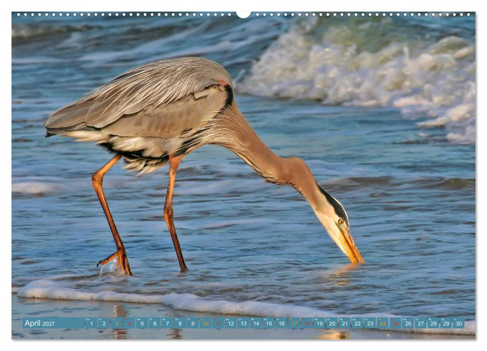Reiher - auf langen Beinen (CALVENDO Premium Wandkalender 2027)