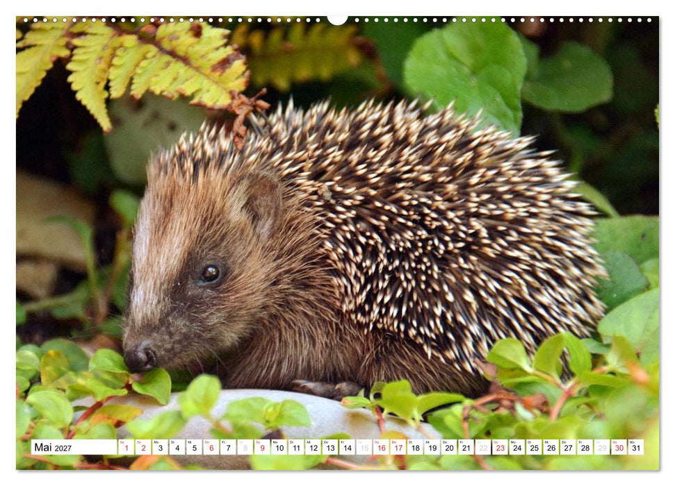 Nachwuchs in der Tierwelt (CALVENDO Premium Wandkalender 2027)