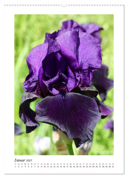 Traumhafte Iris (CALVENDO Premium Wandkalender 2027)