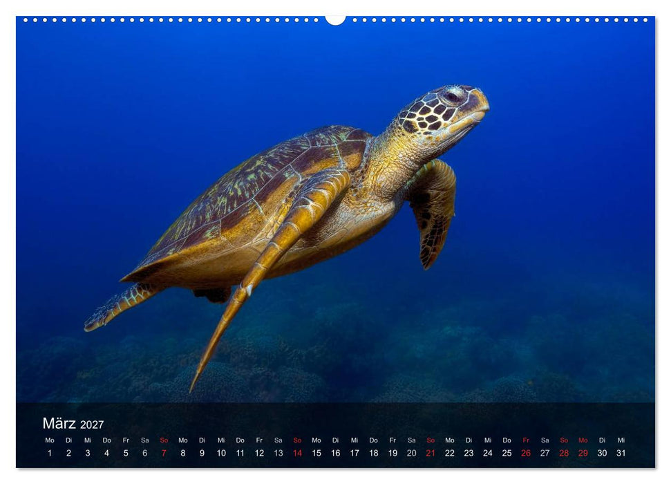 Schildkröten des Ozeans (CALVENDO Premium Wandkalender 2027)