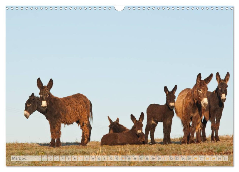Zauberhafte Esel (CALVENDO Wandkalender 2027)