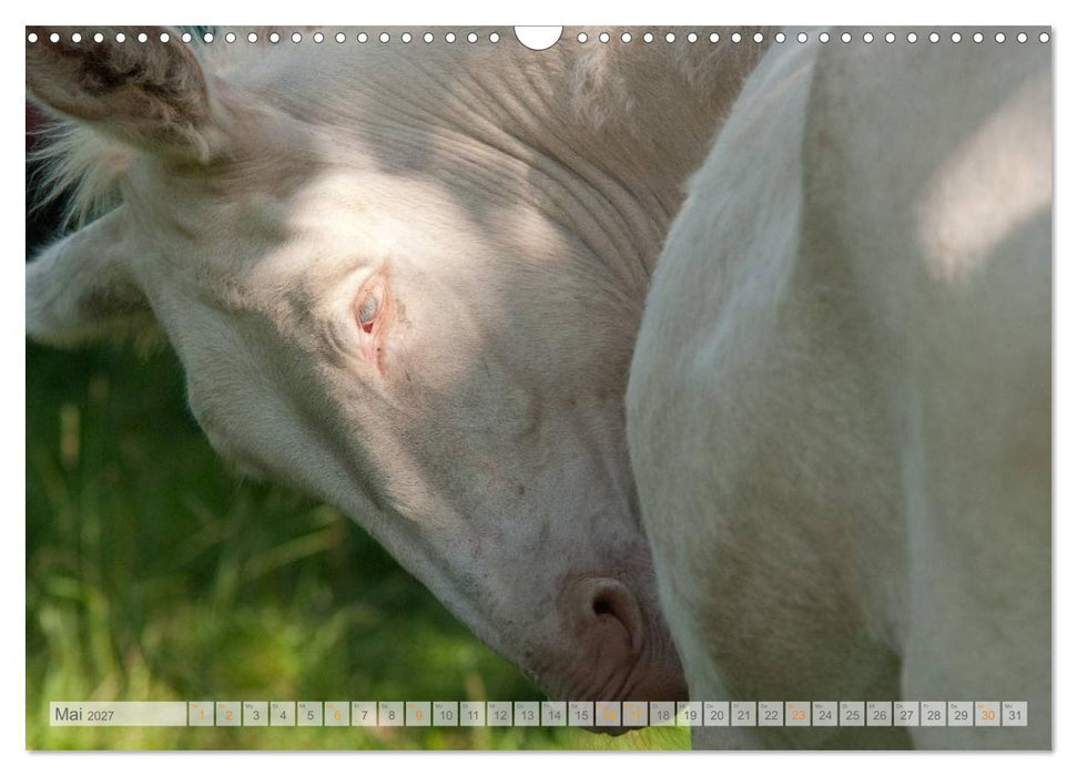 Zauberhafte Esel (CALVENDO Wandkalender 2027)