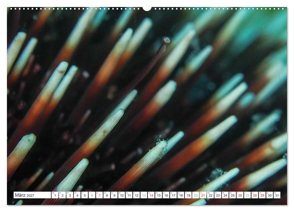 unterwasser makro 2027 (CALVENDO Wandkalender 2027)
