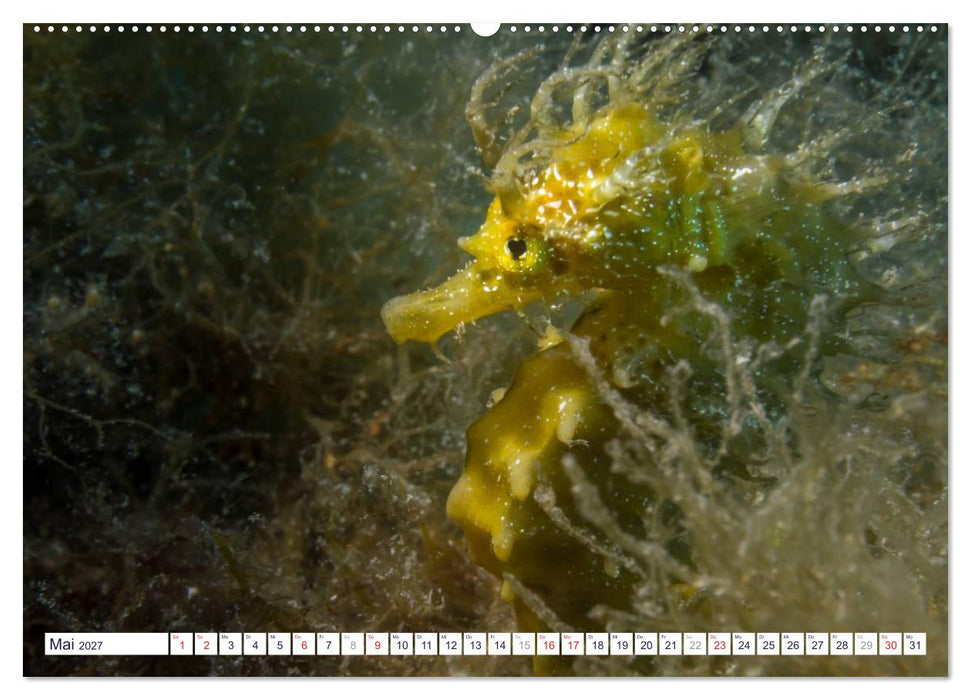 unterwasser makro 2027 (CALVENDO Wandkalender 2027)