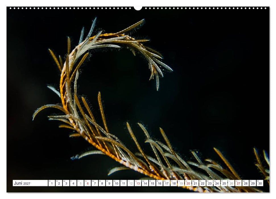 unterwasser makro 2027 (CALVENDO Wandkalender 2027)