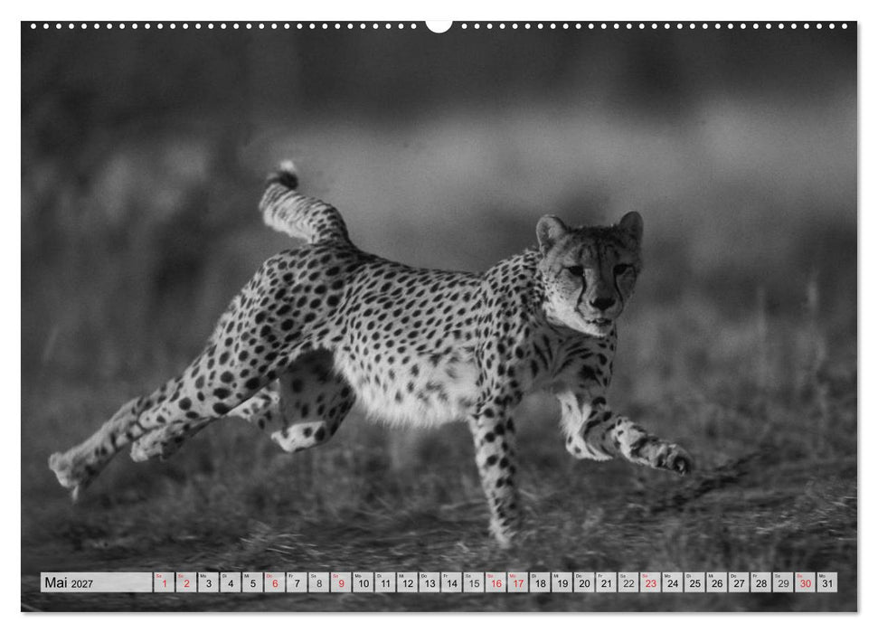Wilde Tiere in schwarz-weiß (CALVENDO Premium Wandkalender 2027)