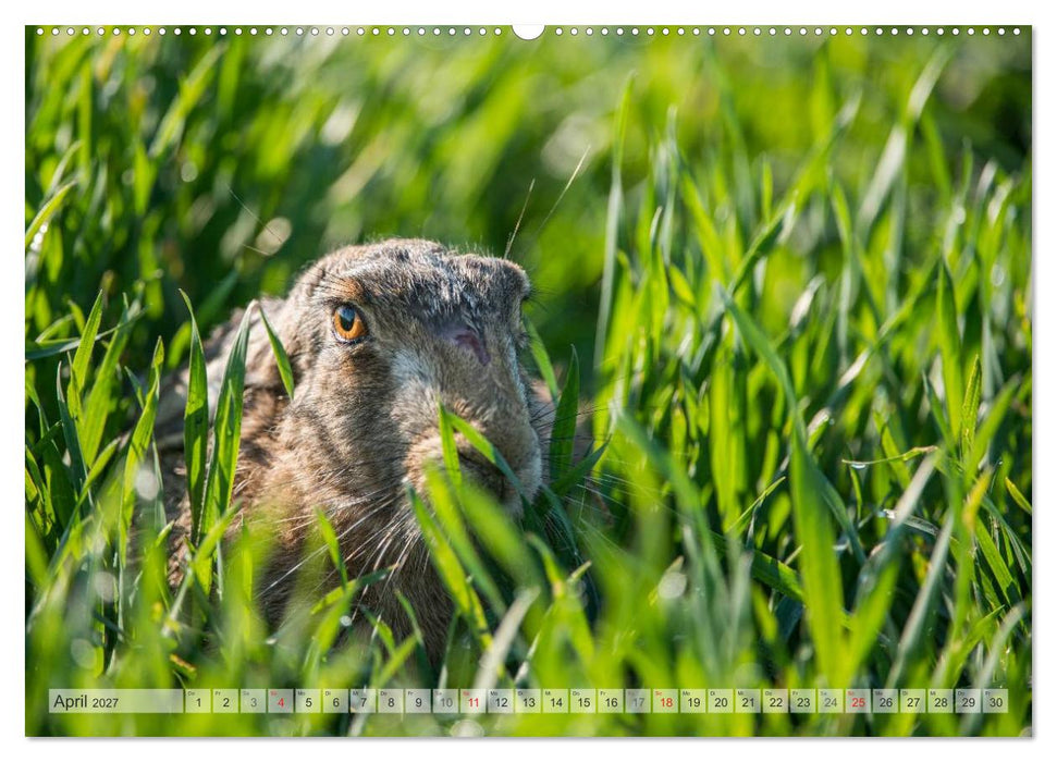 Emotionale Momente: Wild und Jagd. (CALVENDO Wandkalender 2027)