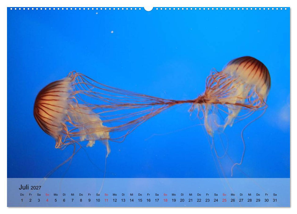 Quallen. Die Welt der Medusen (CALVENDO Premium Wandkalender 2027)