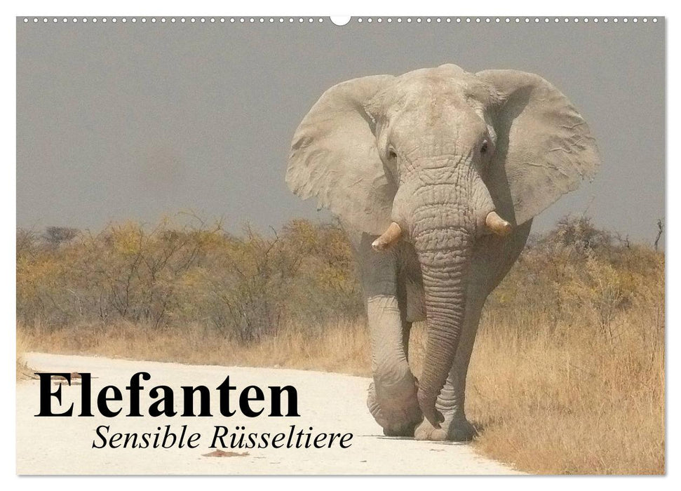 Elefanten. Sensible Rüsseltiere (CALVENDO Wandkalender 2027)