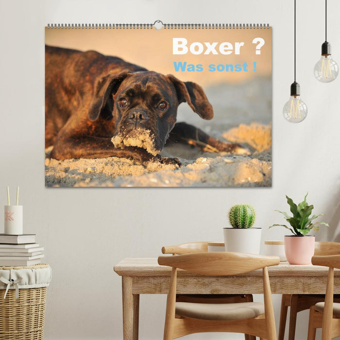 Boxer ? Was sonst ! (CALVENDO Wandkalender 2027)