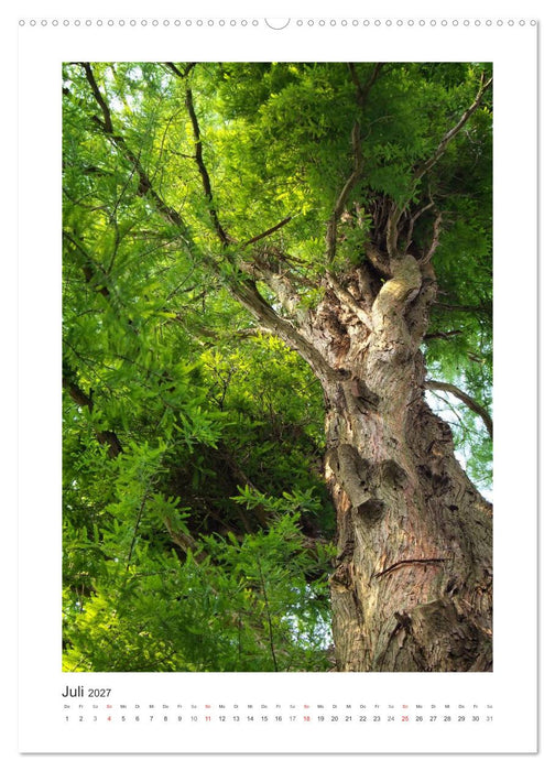 Impressionen aus unserem Wald (CALVENDO Premium Wandkalender 2027)