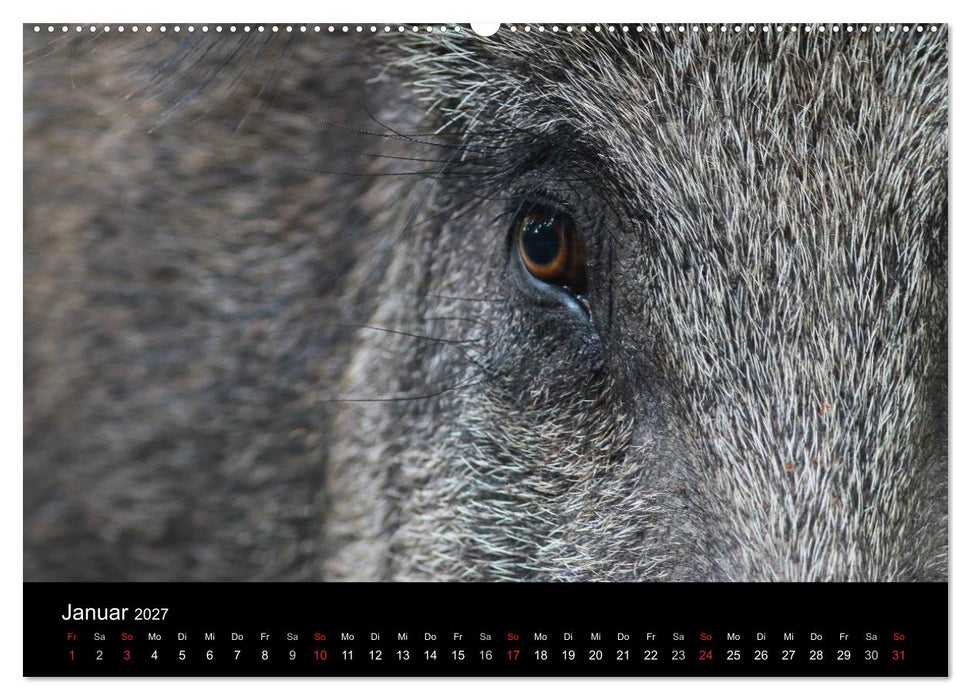 Wilde Wutzen. Das heimische Wildschwein (CALVENDO Wandkalender 2027)