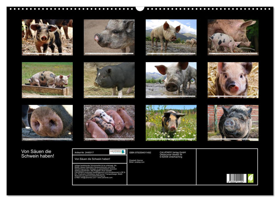 Von Säuen die Schwein haben! (CALVENDO Wandkalender 2027)