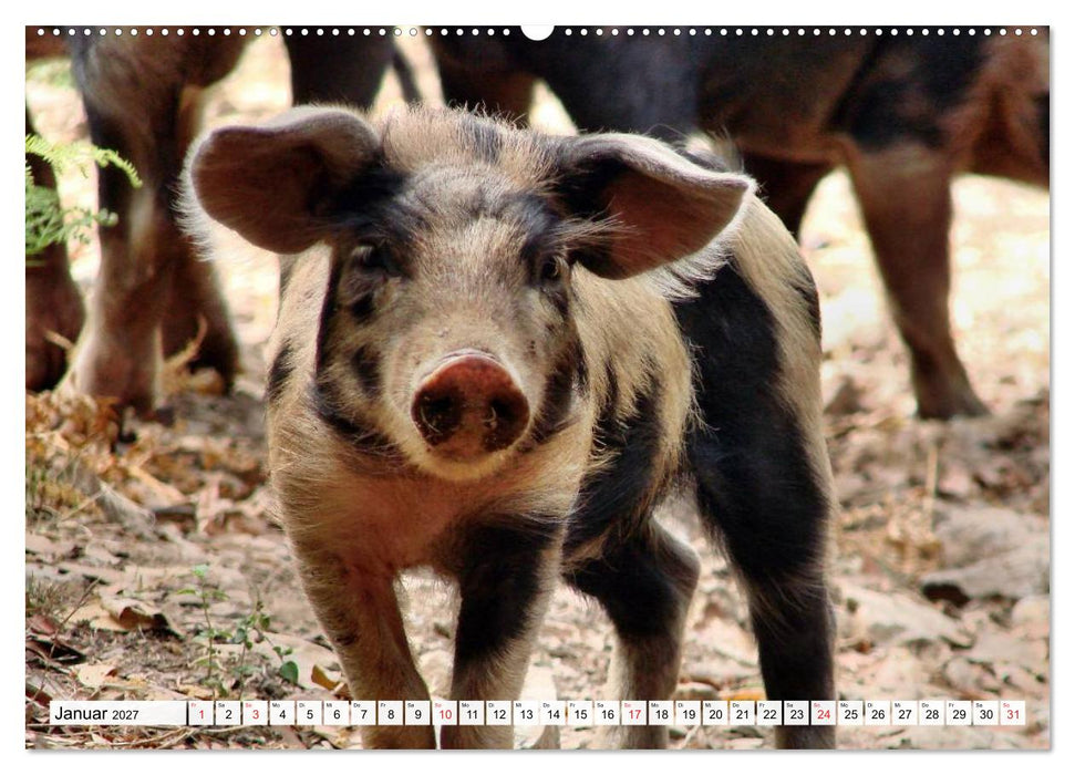 Von Säuen die Schwein haben! (CALVENDO Wandkalender 2027)