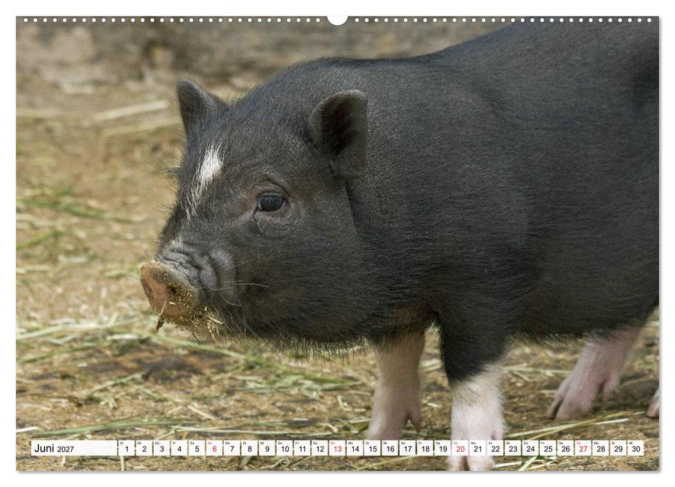 Von Säuen die Schwein haben! (CALVENDO Wandkalender 2027)