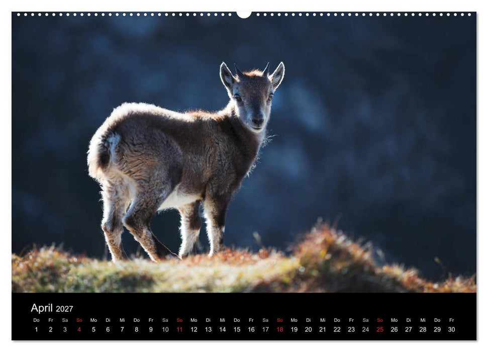 BERNER ALPEN - Natur und Landschaften (CALVENDO Wandkalender 2027)