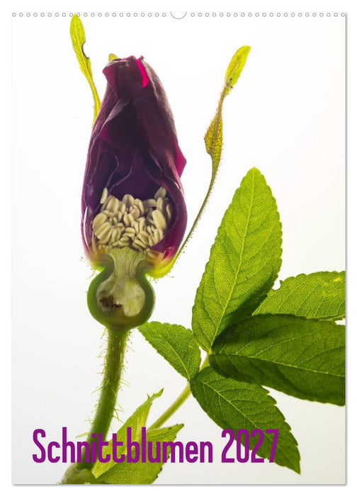 Schnittblumen 2027 (CALVENDO Wandkalender 2027)