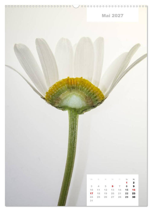 Schnittblumen 2027 (CALVENDO Wandkalender 2027)