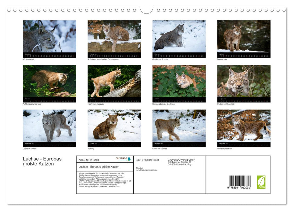 Luchse - Europas größte Katzen (CALVENDO Wandkalender 2027)