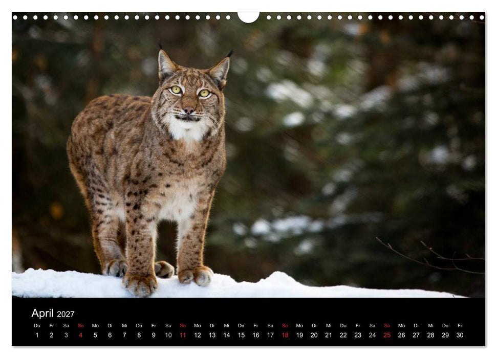 Luchse - Europas größte Katzen (CALVENDO Wandkalender 2027)