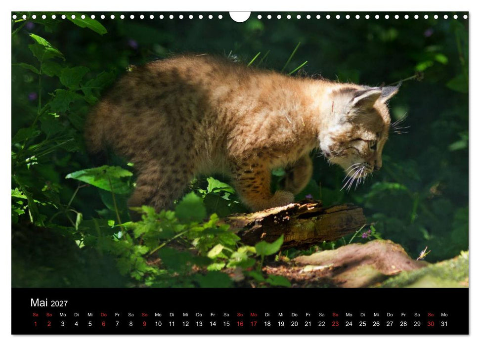 Luchse - Europas größte Katzen (CALVENDO Wandkalender 2027)