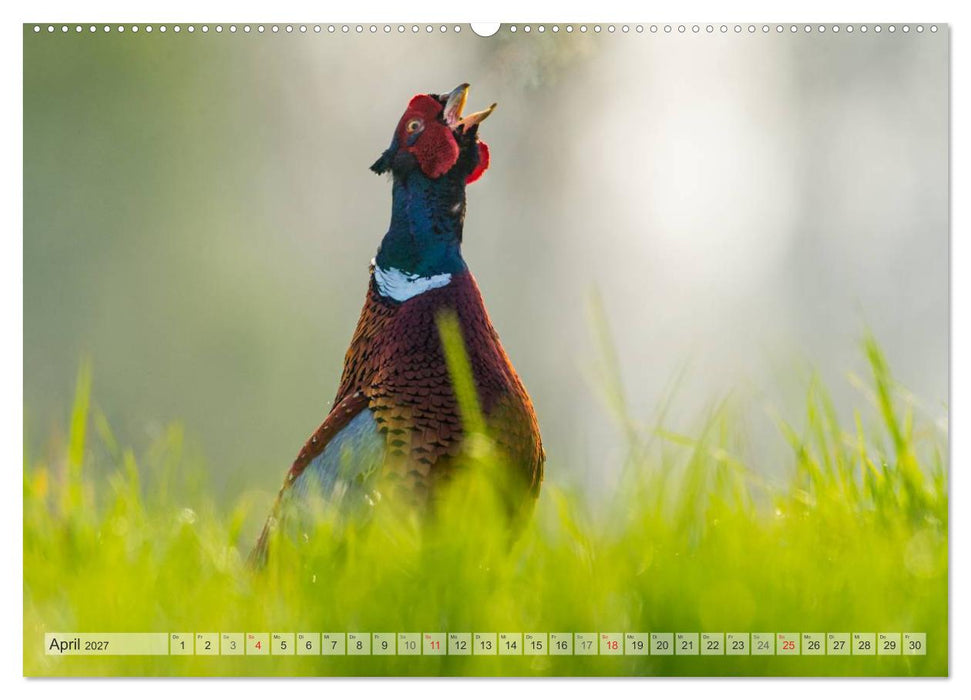 Emotionale Momente: Der Jagdfasan. (CALVENDO Wandkalender 2027)