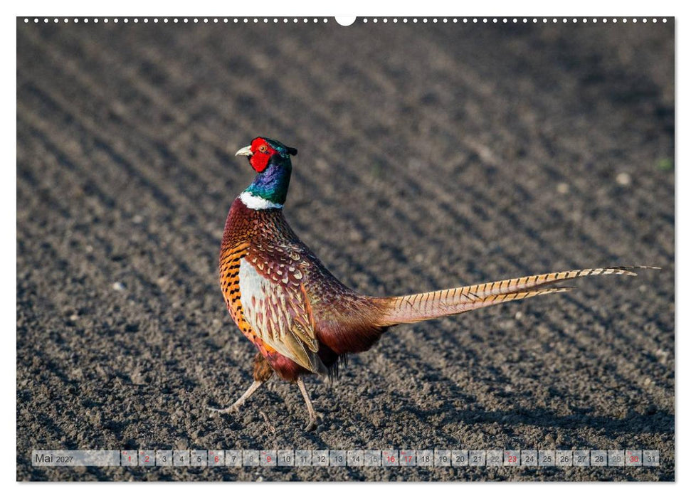Emotionale Momente: Der Jagdfasan. (CALVENDO Wandkalender 2027)