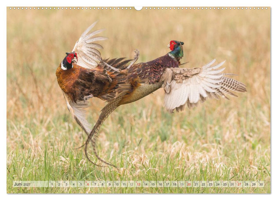 Emotionale Momente: Der Jagdfasan. (CALVENDO Wandkalender 2027)