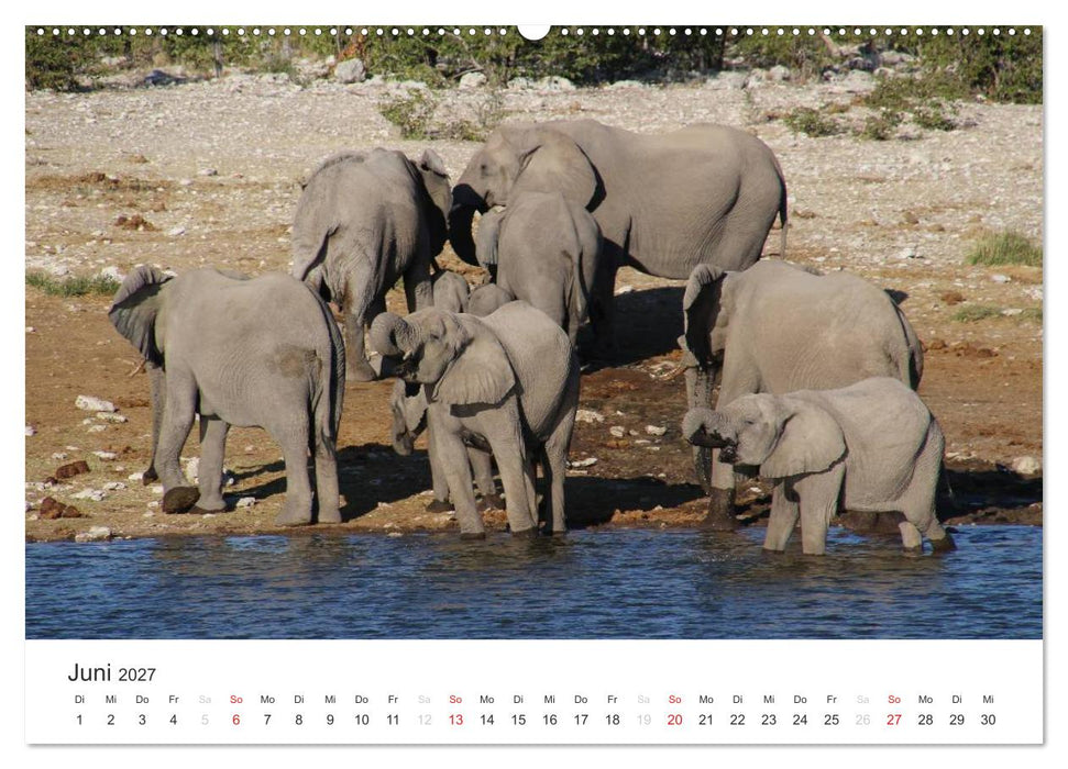 Namibia - Tierische Vielfalt (CALVENDO Premium Wandkalender 2027)