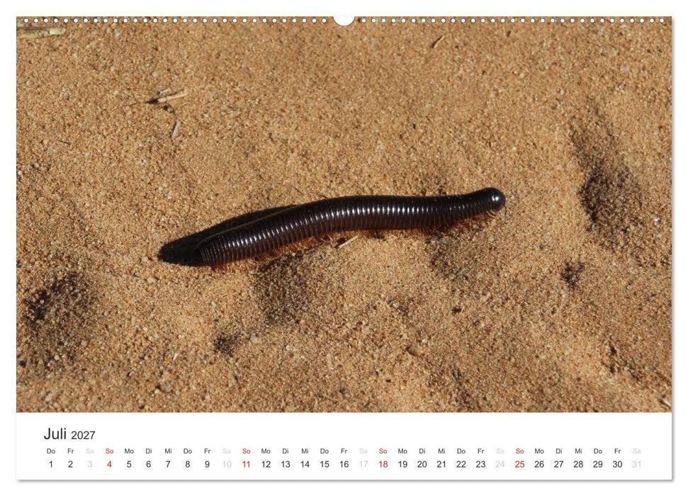Namibia - Tierische Vielfalt (CALVENDO Premium Wandkalender 2027)