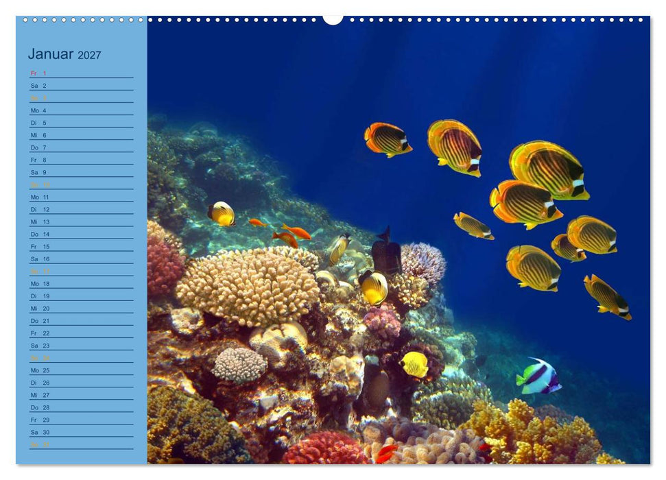 Momente im Blau - Ein Terminplaner für Unterwasser-Freunde (CALVENDO Premium Wandkalender 2027)