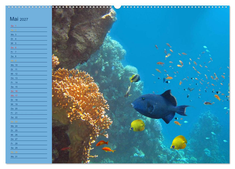 Momente im Blau - Ein Terminplaner für Unterwasser-Freunde (CALVENDO Premium Wandkalender 2027)