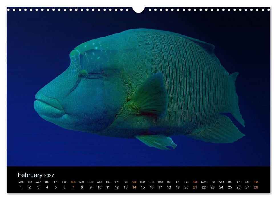 Water Dreams-journey through the sea (CALVENDO Monthly Calendar 2027)