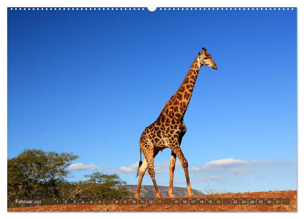 Giraffen - Sanftheit und Anmut (CALVENDO Wandkalender 2027)