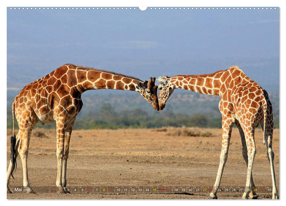 Giraffen - Sanftheit und Anmut (CALVENDO Wandkalender 2027)