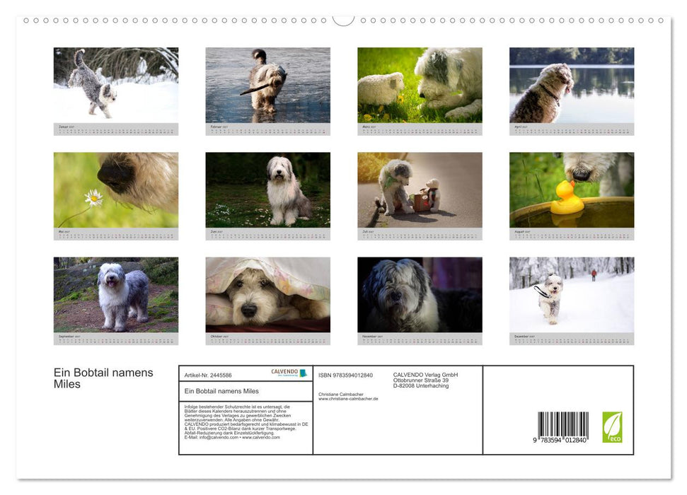 Ein Bobtail namens Miles (CALVENDO Premium Wandkalender 2027)