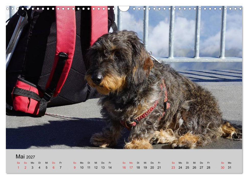 Liebenswerte Clowns (CALVENDO Wandkalender 2027)