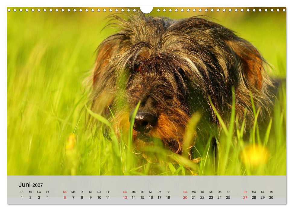 Liebenswerte Clowns (CALVENDO Wandkalender 2027)