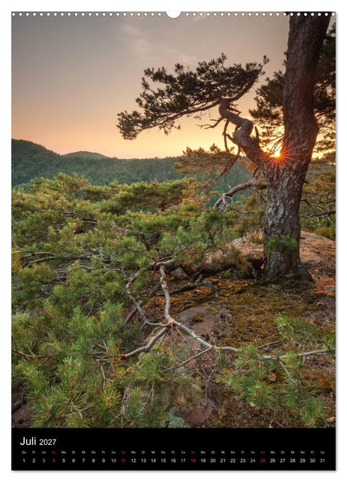NATURWUNDER PFÄLZERWALD (CALVENDO Premium Wandkalender 2027)