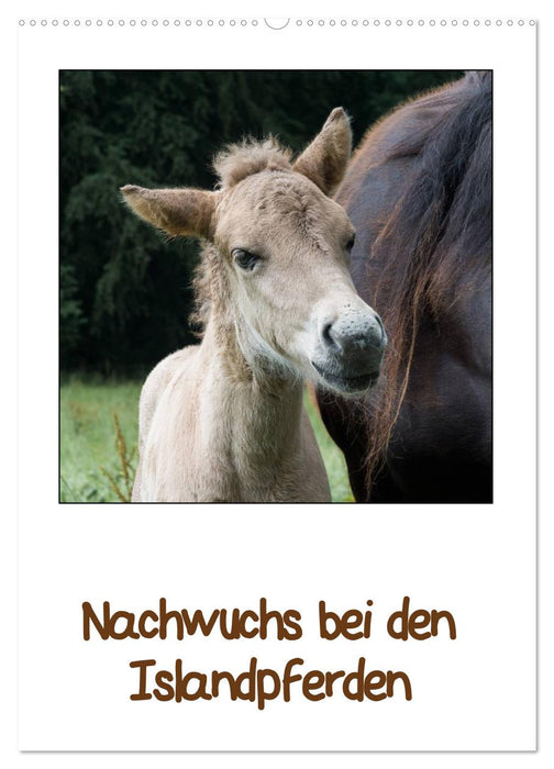 Nachwuchs bei den Islandpferden (CALVENDO Wandkalender 2027)