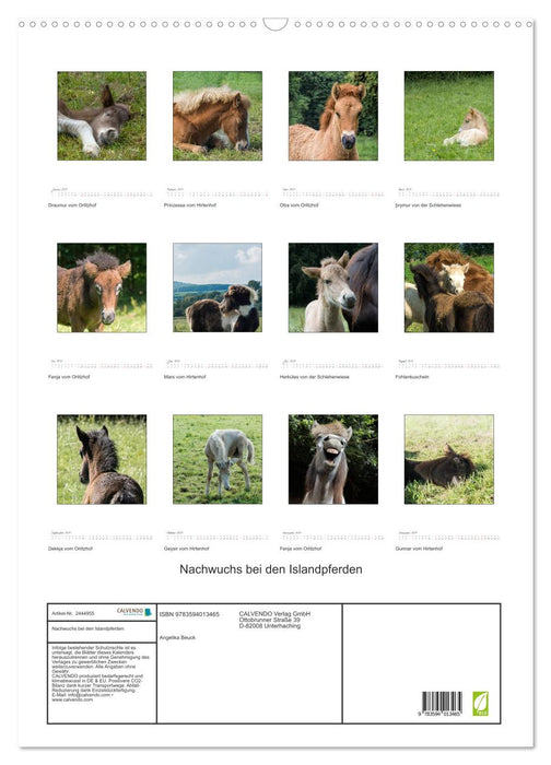 Nachwuchs bei den Islandpferden (CALVENDO Wandkalender 2027)