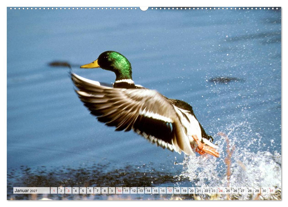 Wildtiere. Heimische Schönheiten (CALVENDO Premium Wandkalender 2027)