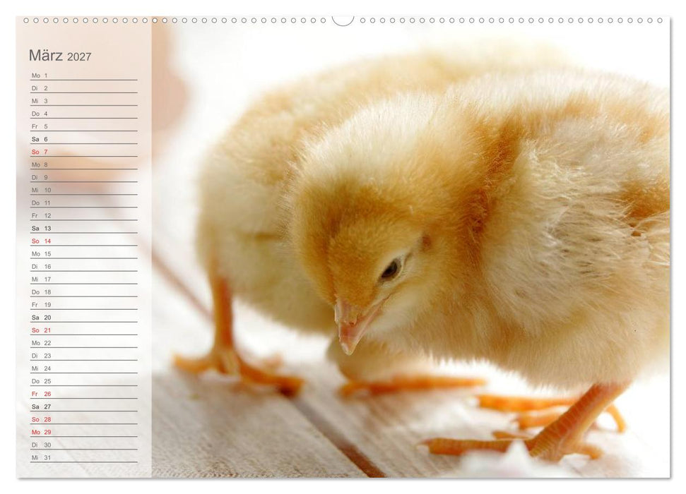 Küken in der Kinderstube Terminplaner (CALVENDO Wandkalender 2027)