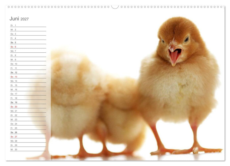 Küken in der Kinderstube Terminplaner (CALVENDO Wandkalender 2027)