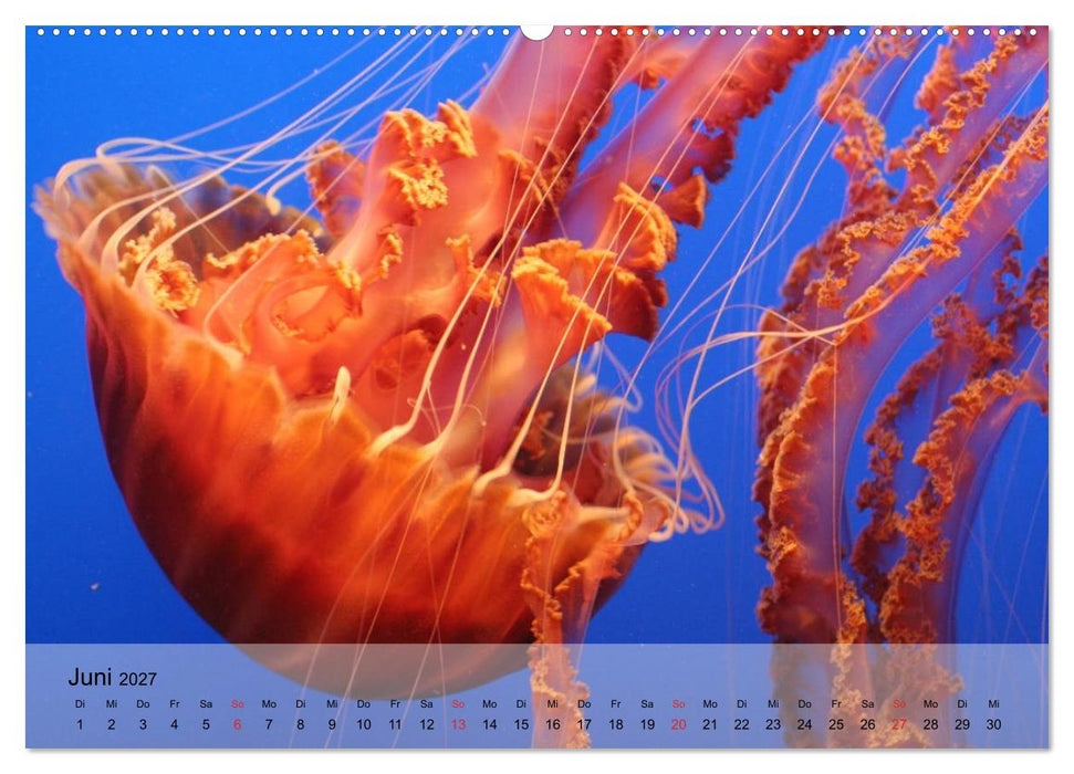 Quallen. Die Welt der Medusen (CALVENDO Wandkalender 2027)