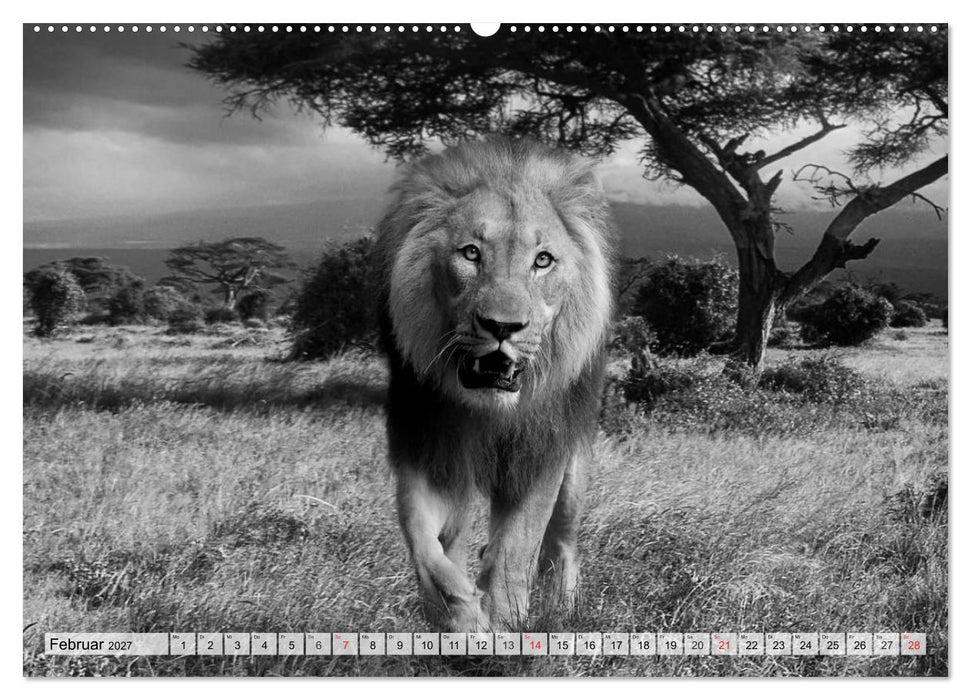 Wilde Tiere in schwarz-weiß (CALVENDO Wandkalender 2027)