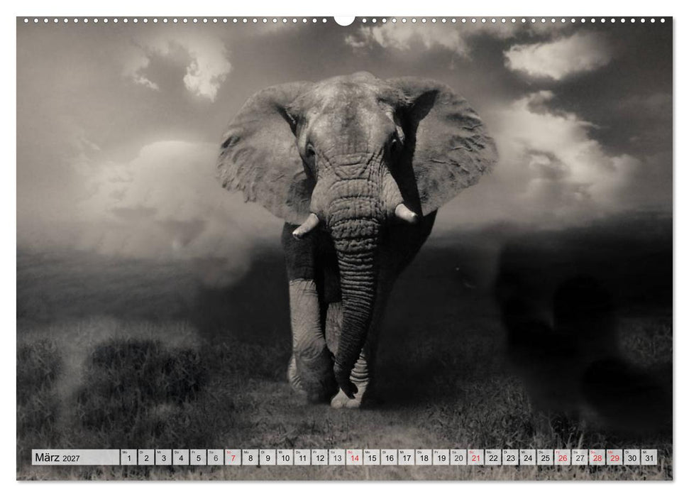 Wilde Tiere in schwarz-weiß (CALVENDO Wandkalender 2027)